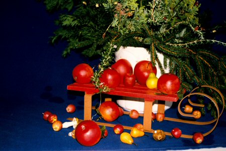 Zu den Weihnachtsfotos